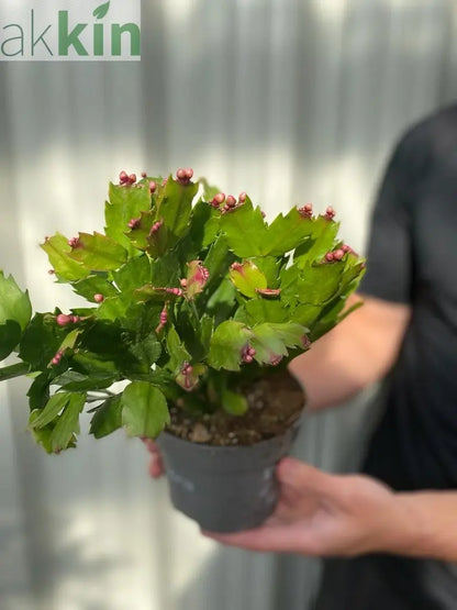 Christmas Cactus (Schlumbergera bridgesii) One Click Plants