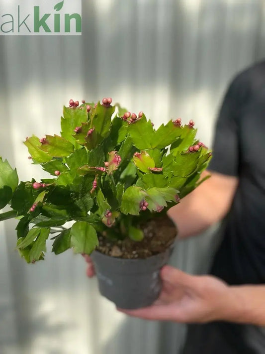 Christmas Cactus (Schlumbergera bridgesii) One Click Plants