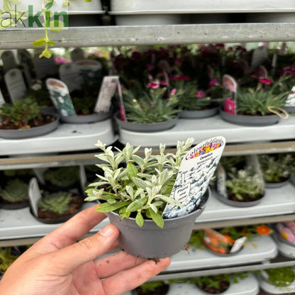 CERASTIUM tomentosum 9cm One Click Plants