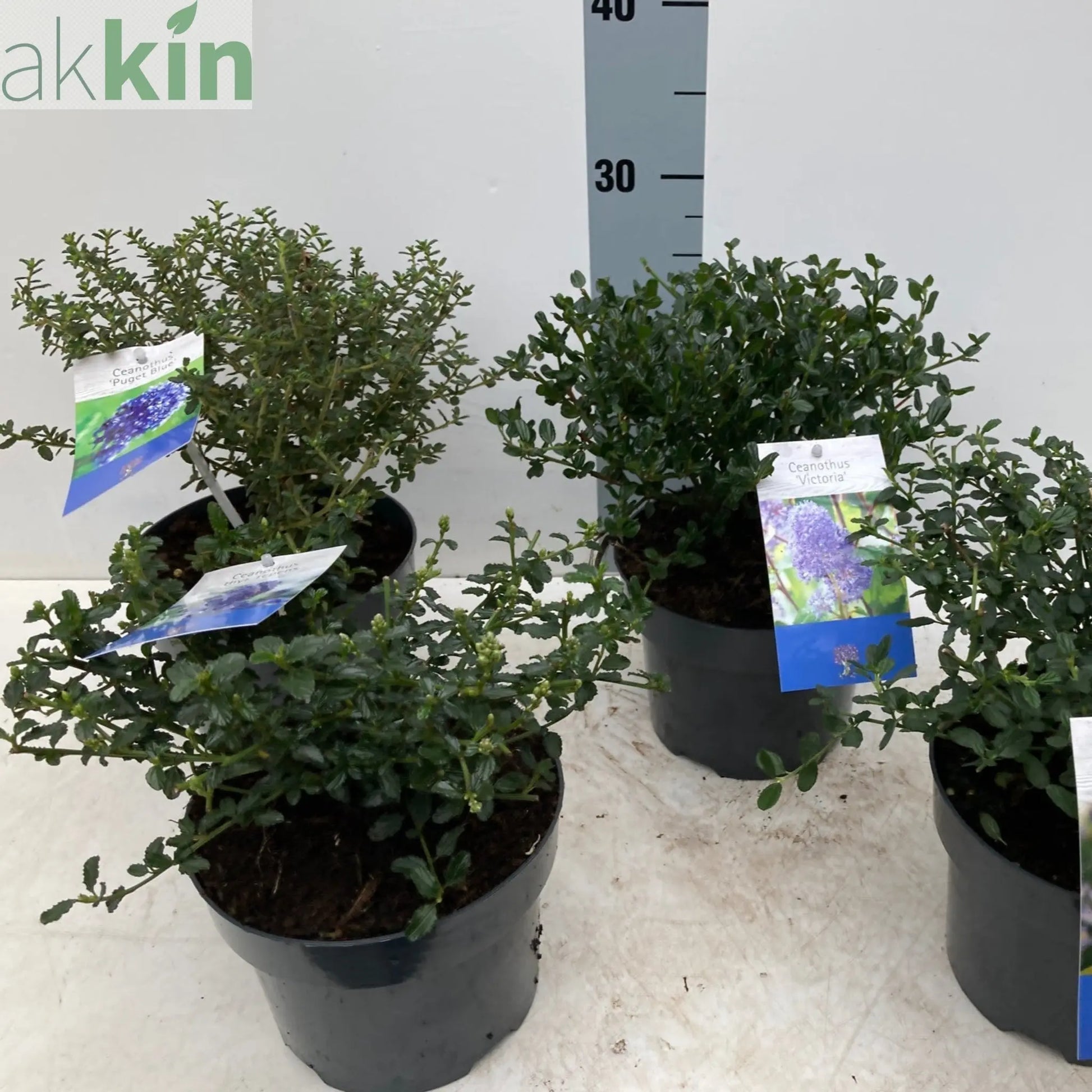 Ceanothus 'Puget Blue' (Californian Lilac) 9cm / 2L One Click Plants