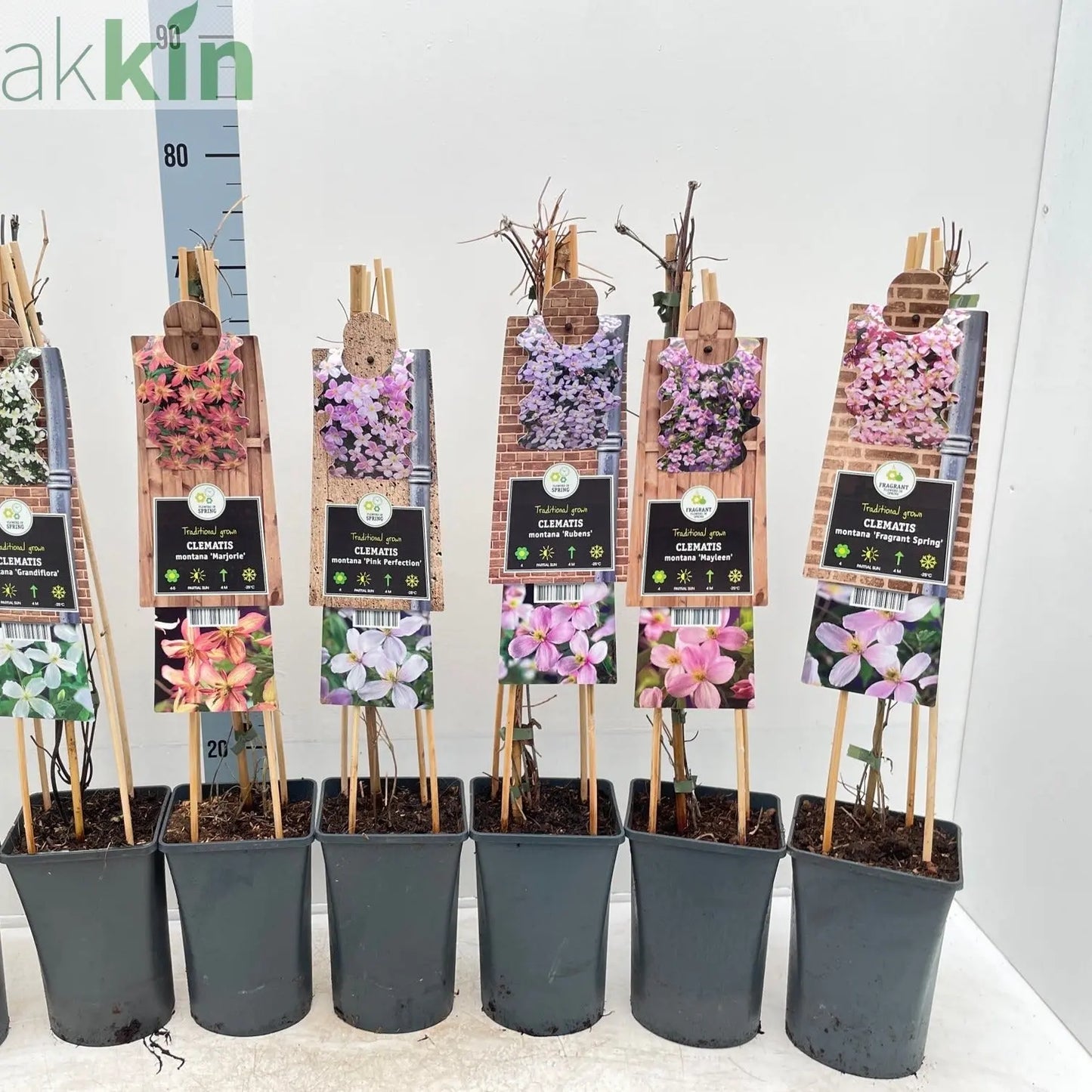 Clematis montana 'Mayleen' 60cm One Click Plants