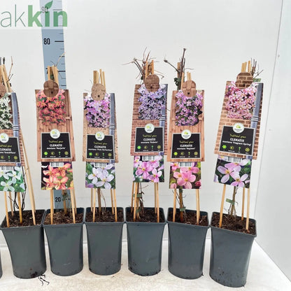 Clematis montana 'Mayleen' 60cm One Click Plants