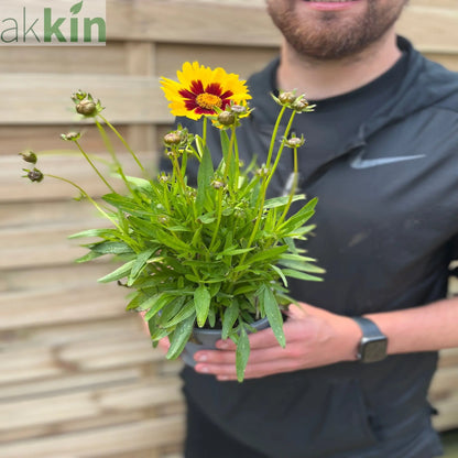 Coreopsis Sunkiss 9cm/1.5L One Click Plants
