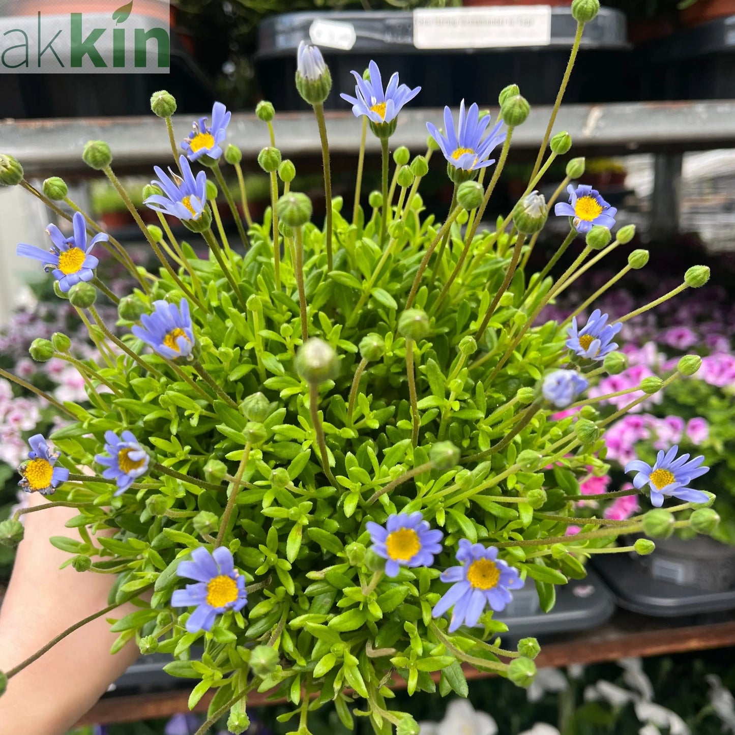 Felicia amelloides 1.5L One Click Plants