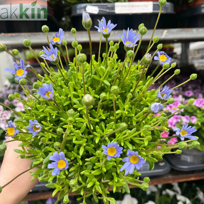 Felicia amelloides 1.5L One Click Plants