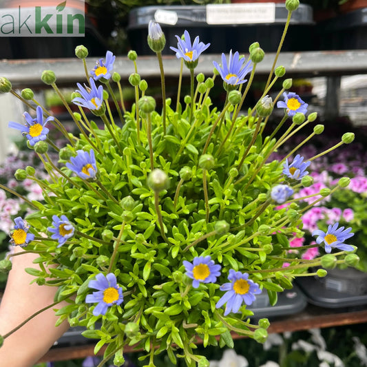 Felicia amelloides 1.5L One Click Plants