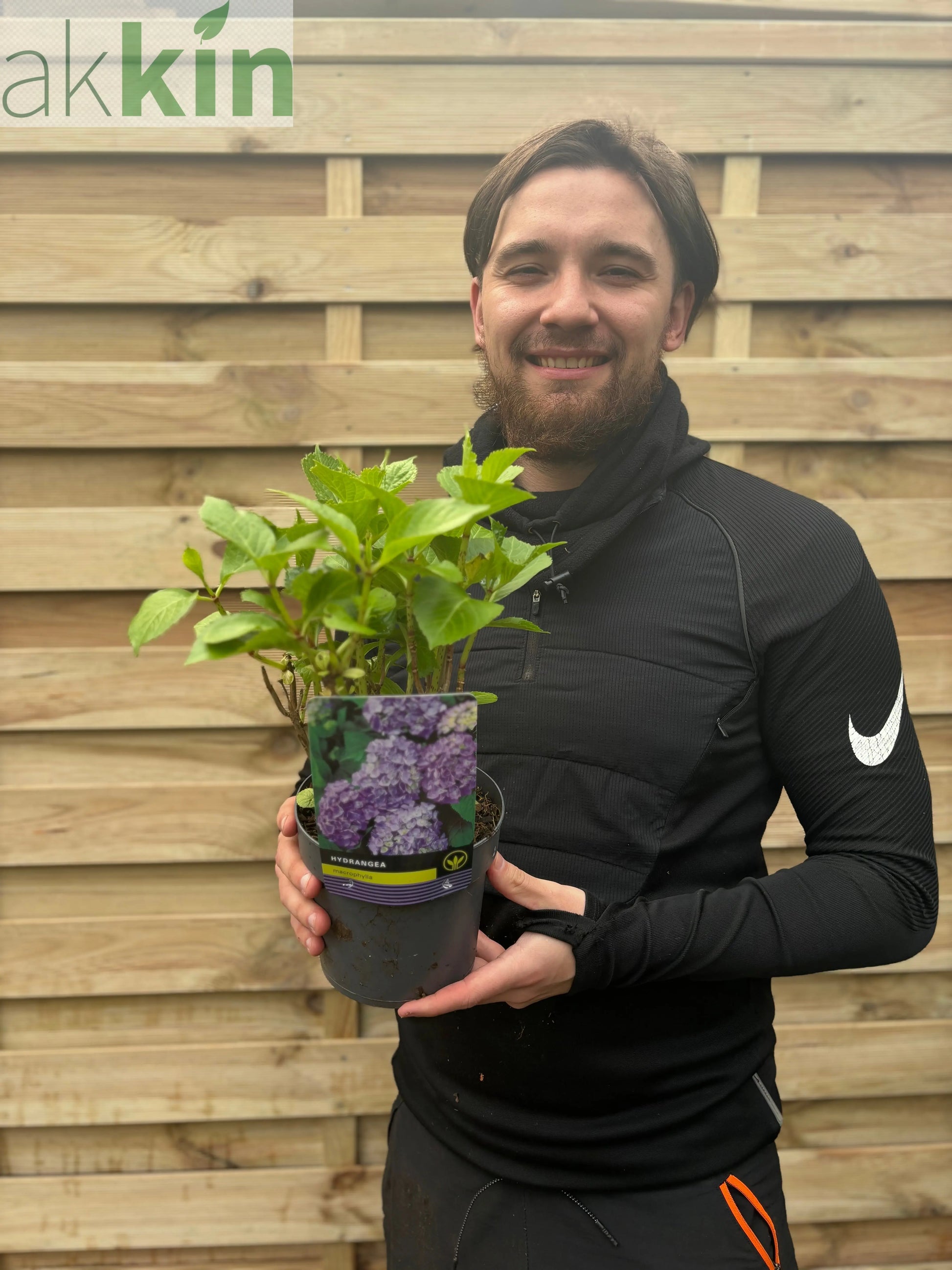 Hydrangea macrophylla 'Purple Ball' 9cm-5L One Click Plants