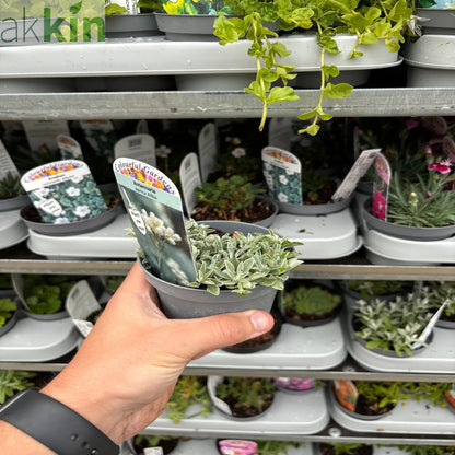 ANTENNARIA aprica Alba 9cm One Click Plants