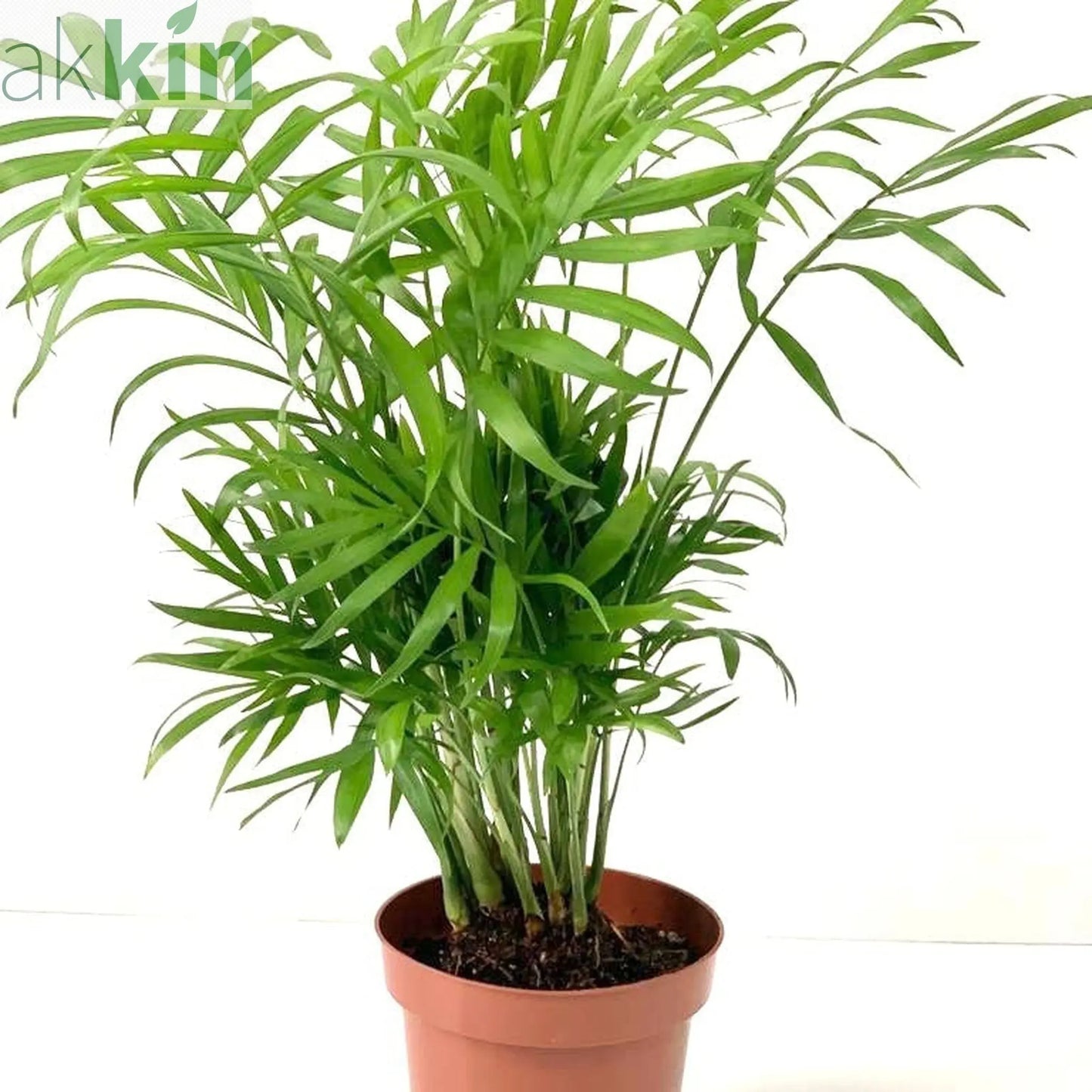Parlour Palm 40-50cm One Click Plants