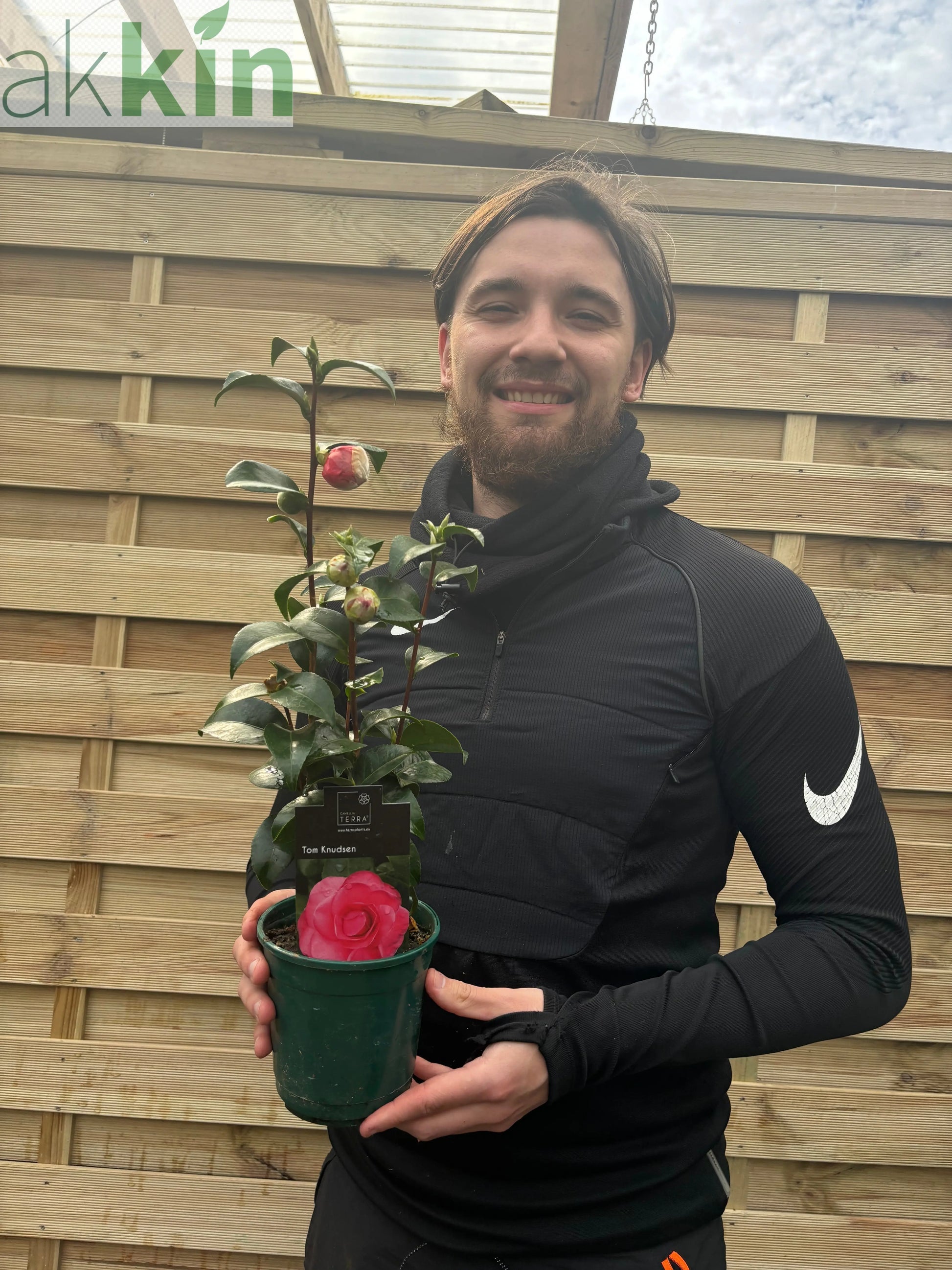 Camellia japonica 'Tom Knudsen' 40-50cm One Click Plants