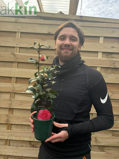 Camellia japonica 'Tom Knudsen' 40-50cm One Click Plants