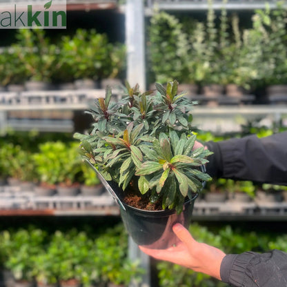 Euphorbia amygdaloides 'Ruby Glow' 3L One Click Plants