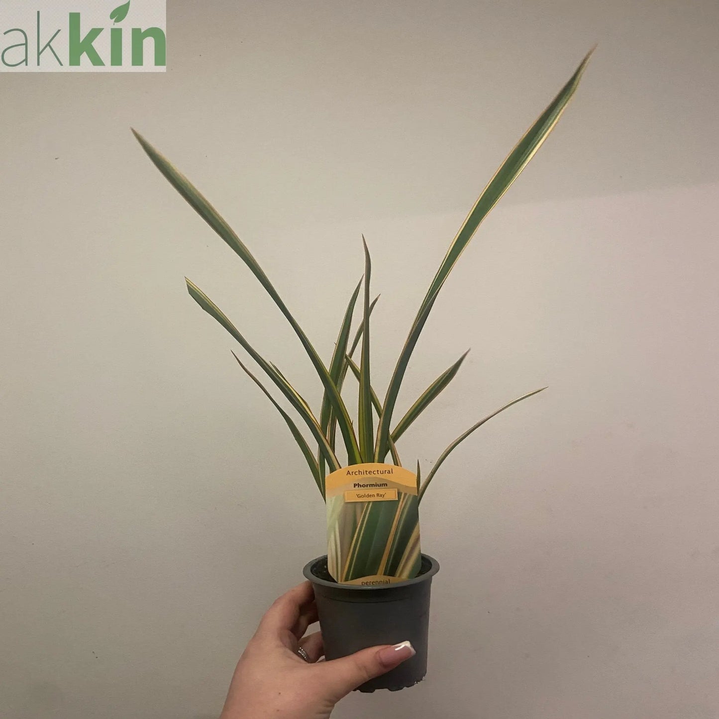 Phormium 'Gold Ray' 9cm / 2L One Click Plants