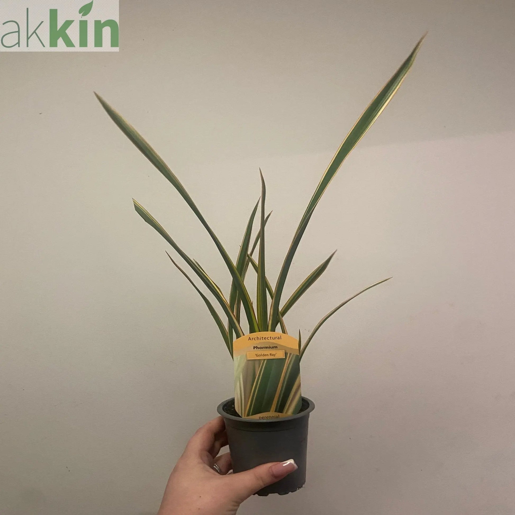 Phormium 'Gold Ray' 9cm / 2L One Click Plants