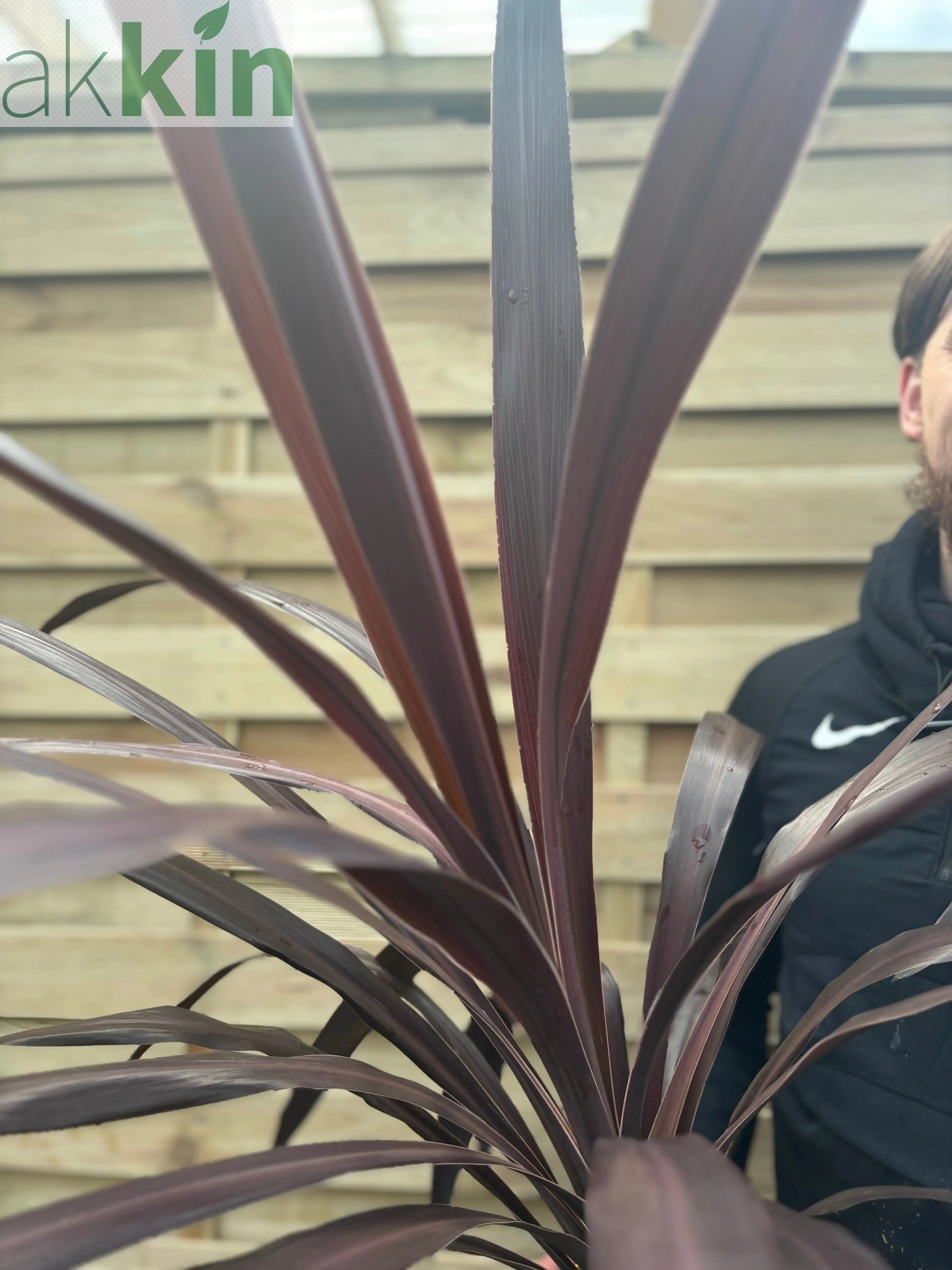 Cordyline 'Superstar' 5L 80-90cm One Click Plants