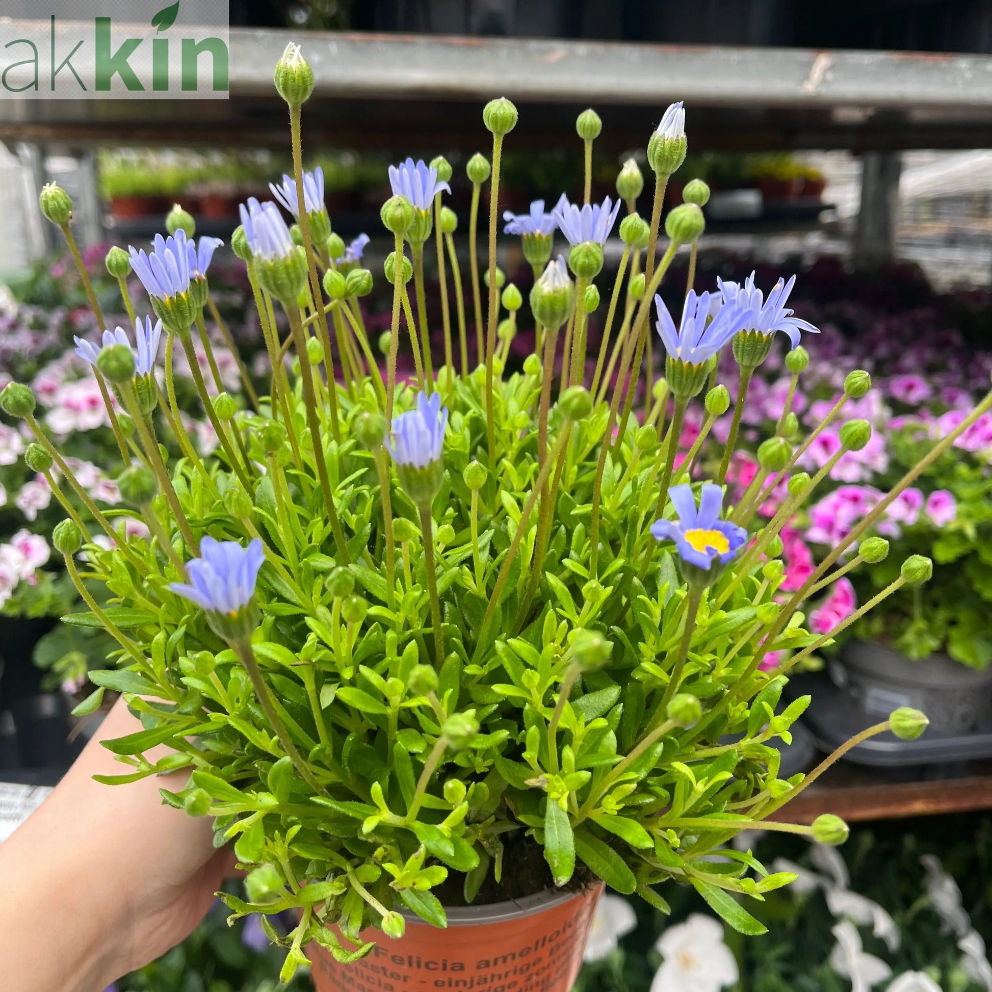 Felicia amelloides 1.5L One Click Plants