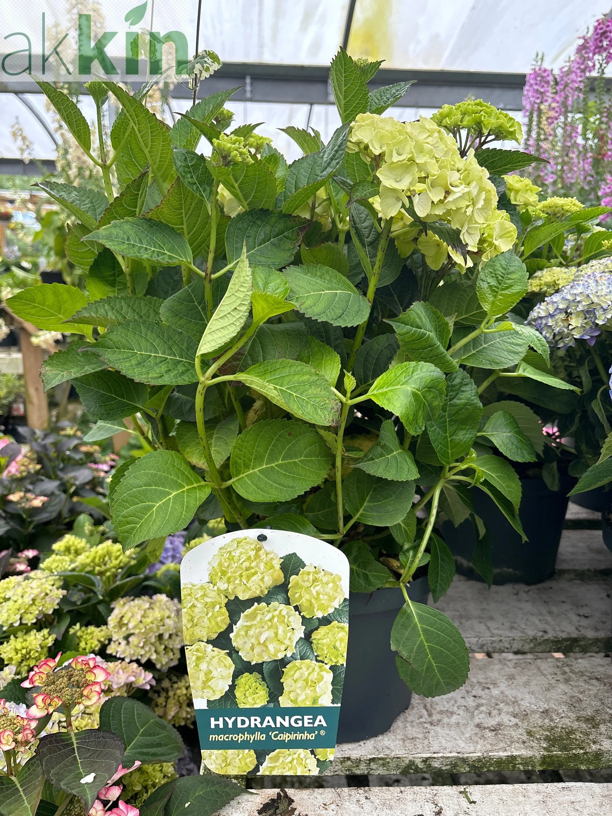 Hydrangea macrophylla 'Caipirinha' 5L One Click Plants