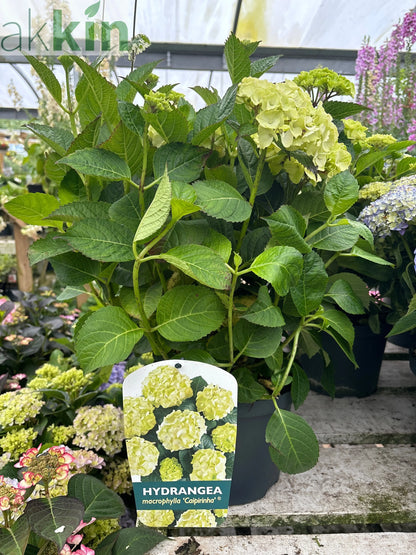 Hydrangea macrophylla 'Caipirinha' 5L One Click Plants