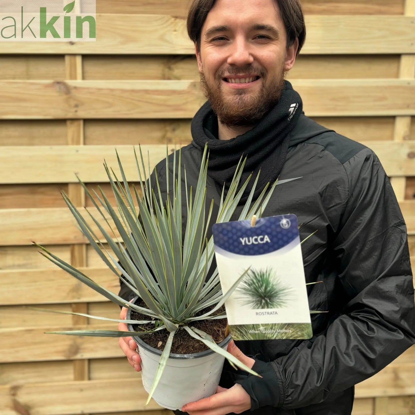 Yucca rostrata 'Blue Swan' 40-50cm 2L One Click Plants