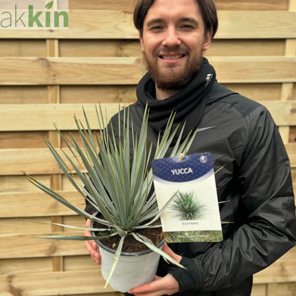 Yucca rostrata 'Blue Swan' 40-50cm 2L One Click Plants