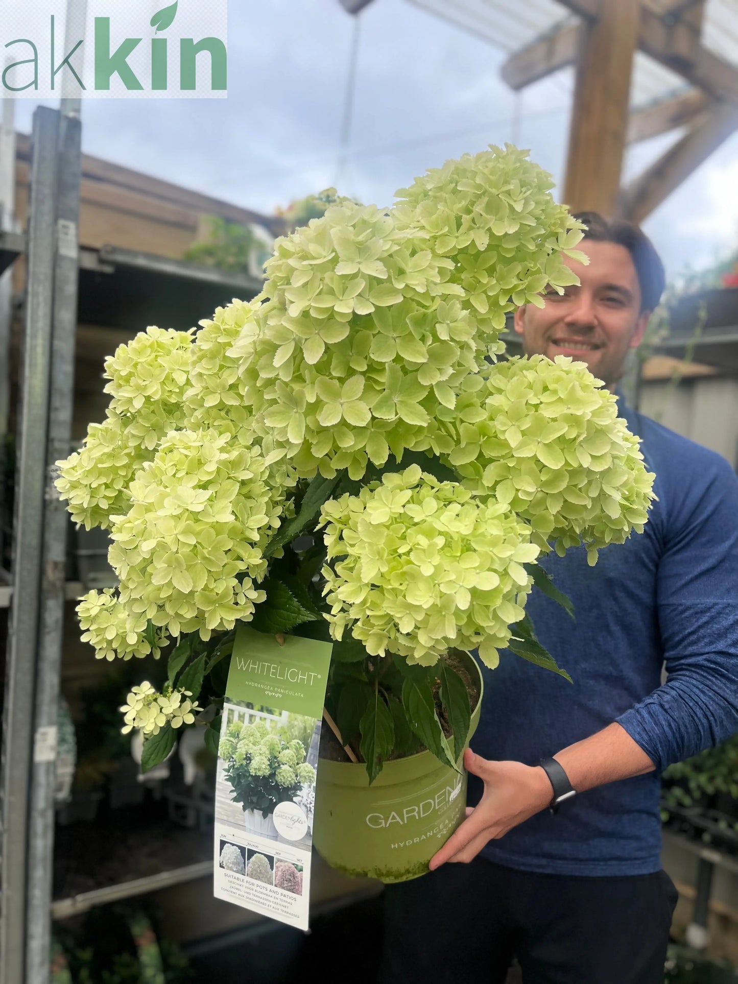 Hydrangea paniculata 'White Light' 2L / 5L / 7.5L One Click Plants