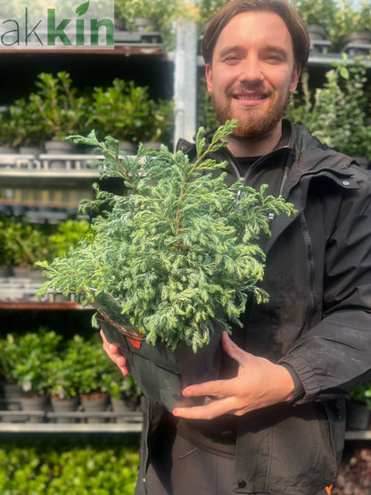 Chamaecyparis pisifera 'Boulevard' 2L One Click Plants