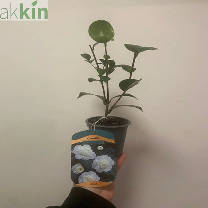 Camellia japonica 'Nobilissima' 9cm, 20-30cm height One Click Plants