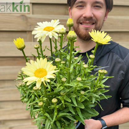 Leucanthemum 'Gelb' 3L One Click Plants