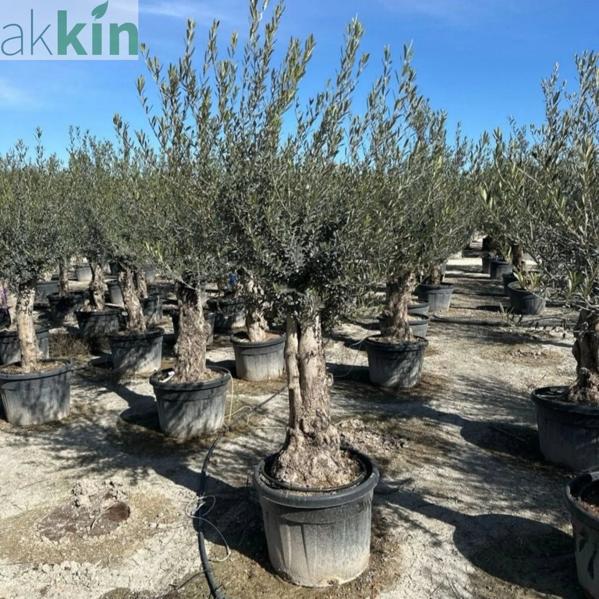 Olive Tree 110L Bonsai Specimen (Girth 40-60cm) 220-240cm Height One Click Plants