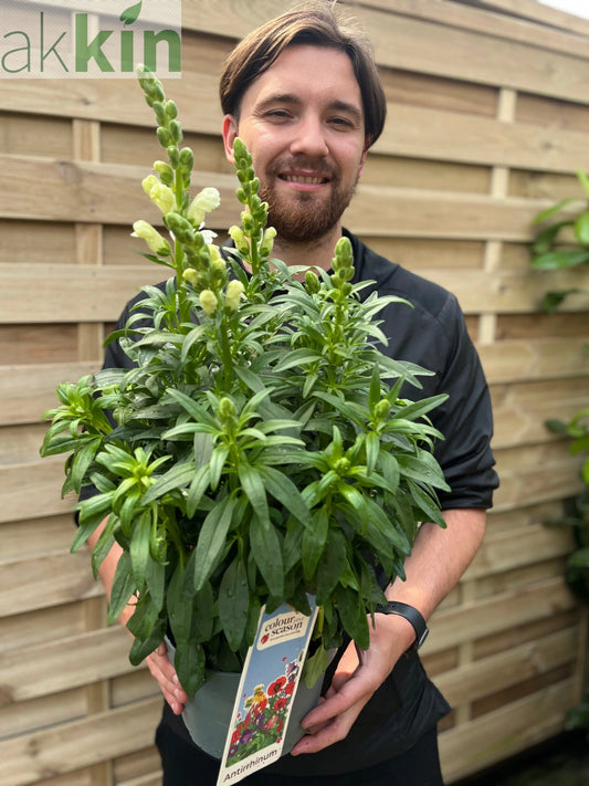 Antirrhinum (Snapdragon) White 3L One Click Plants