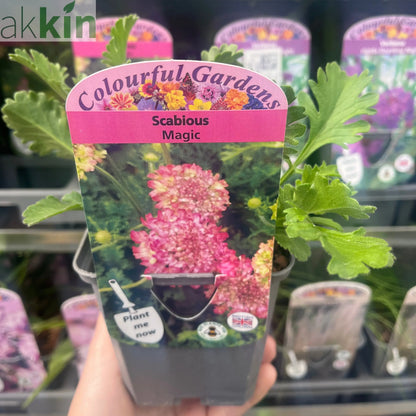 Scabious 'Magic' 9cm One Click Plants