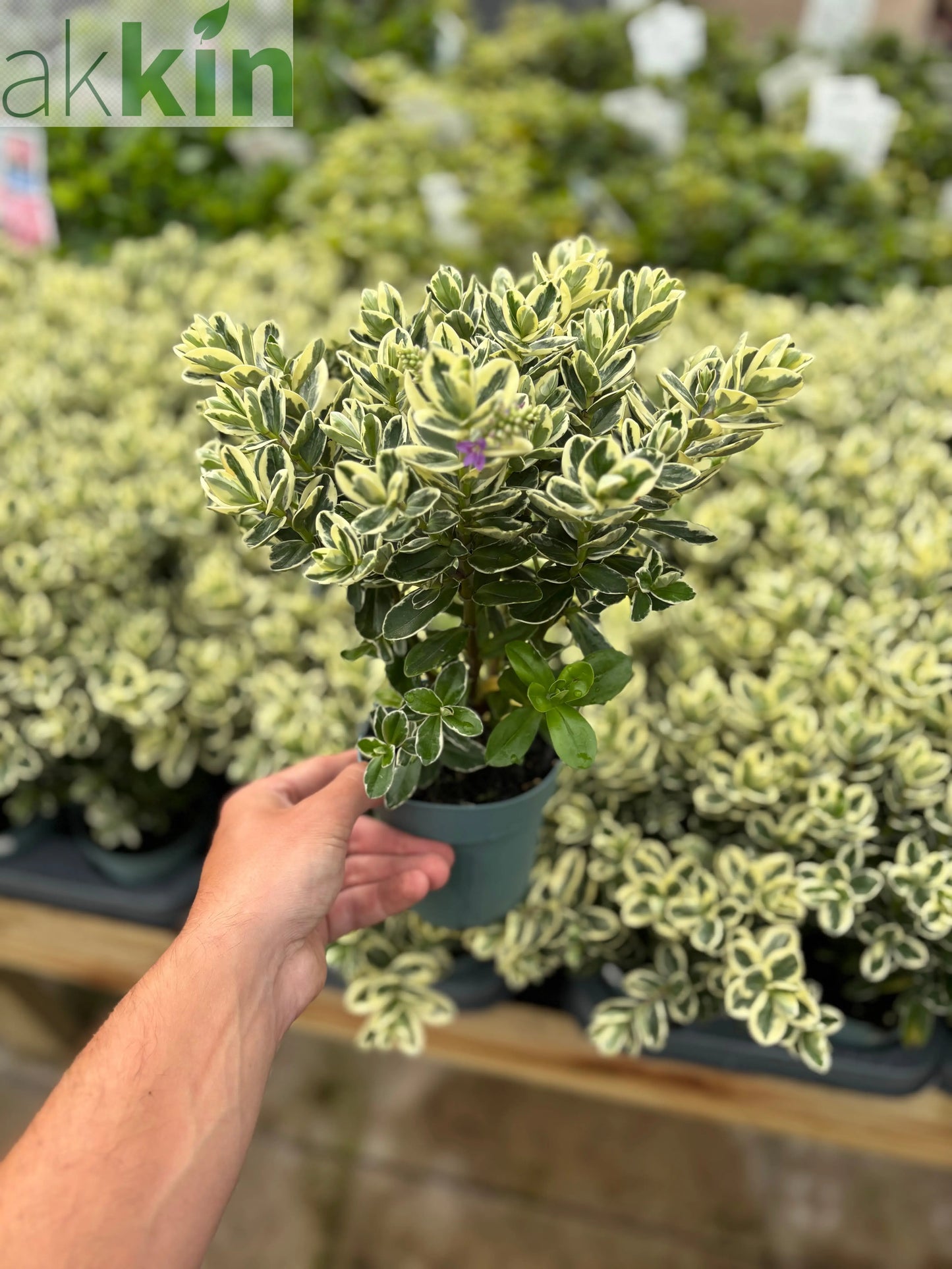 Variegated Hebe andersonii Katrina 1L/5L One Click Plants