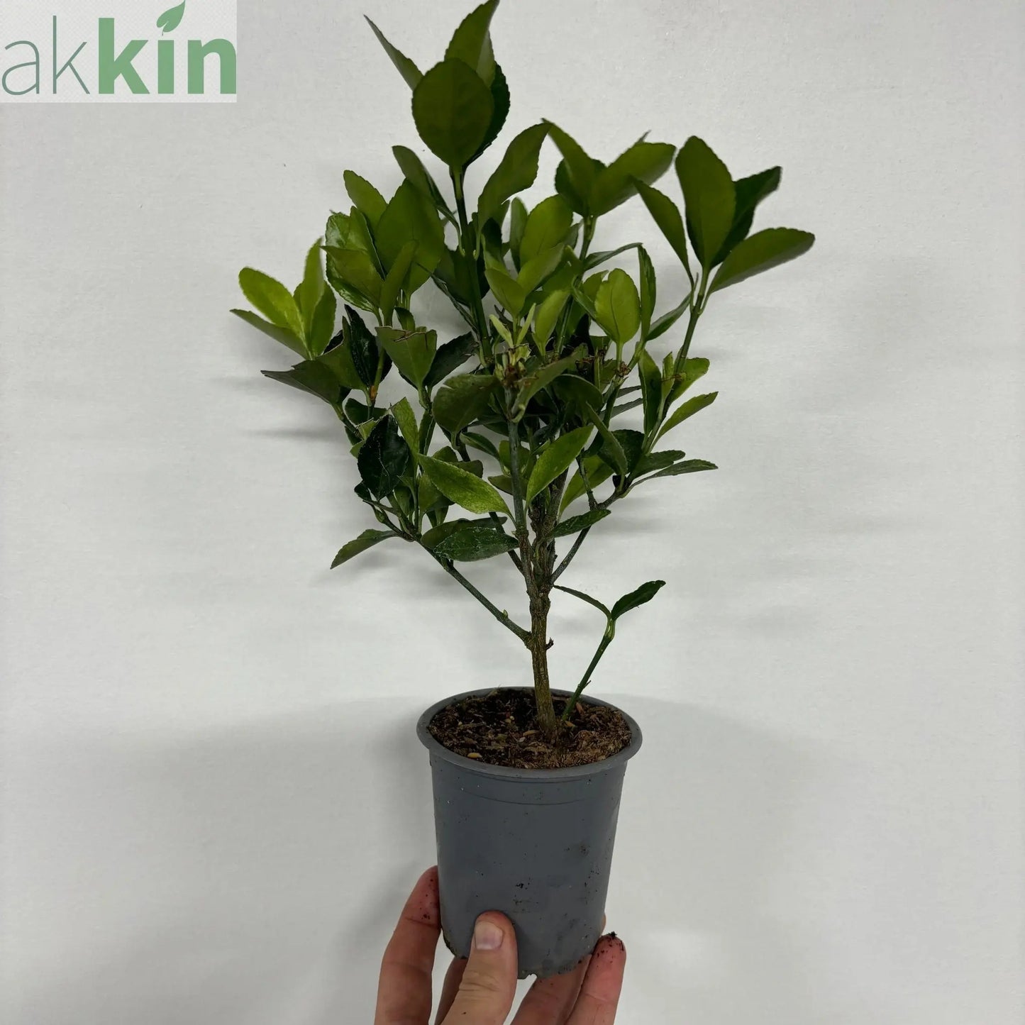 Euonymus japonica 'Himalaya' 9cm/2L/5L One Click Plants