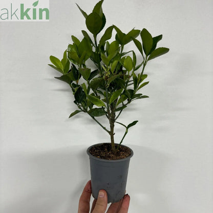 Euonymus japonica 'Himalaya' 9cm/2L/5L One Click Plants