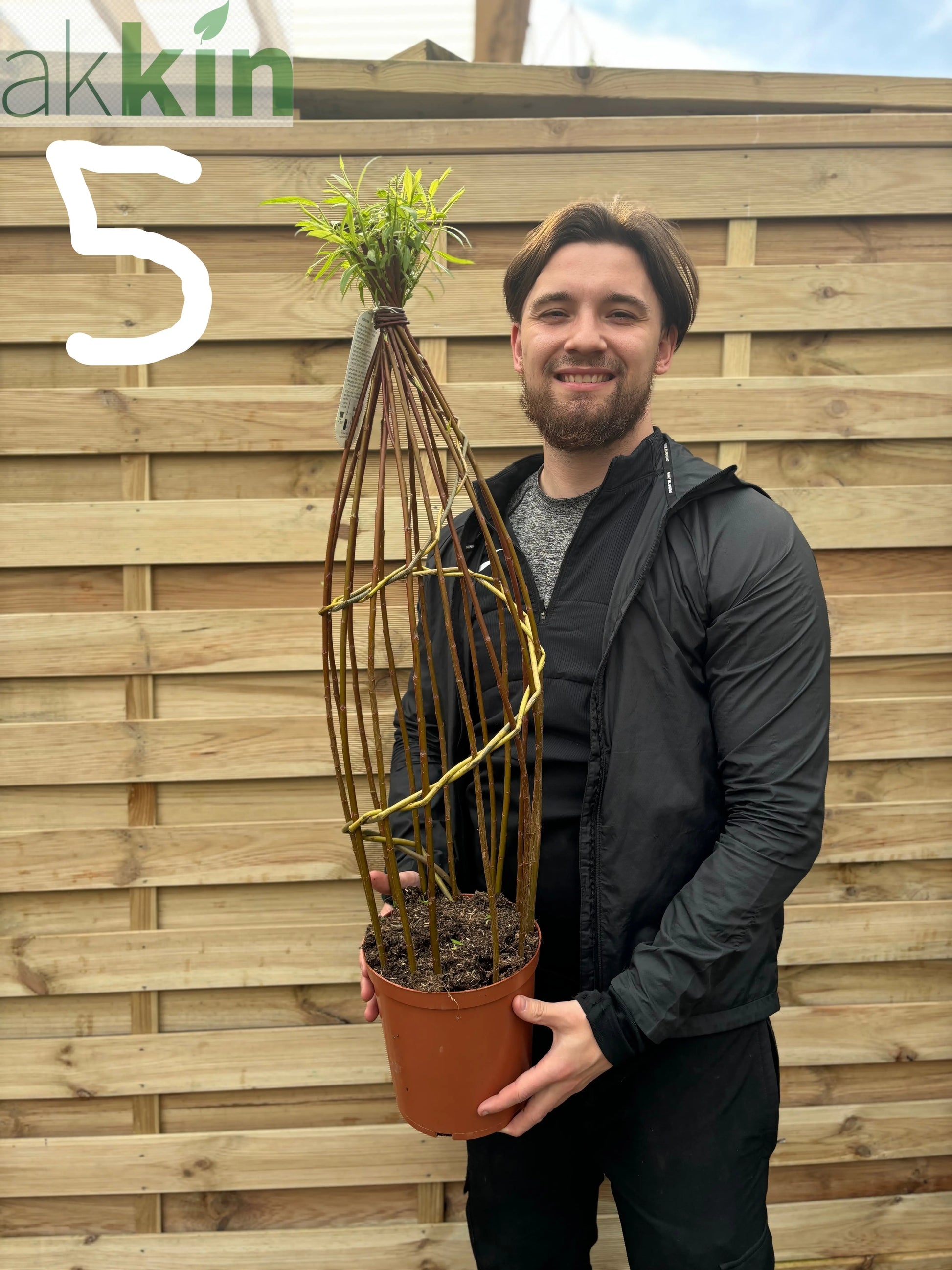 Salix  Living Braided Willow Tree Sculpture (80-90cm) One Click Plants