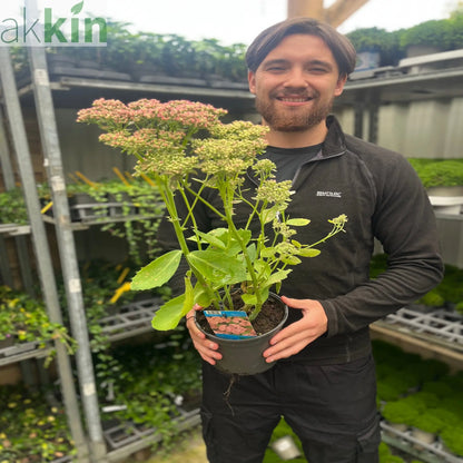 Sedum 'Herbstfreude' 2L One Click Plants