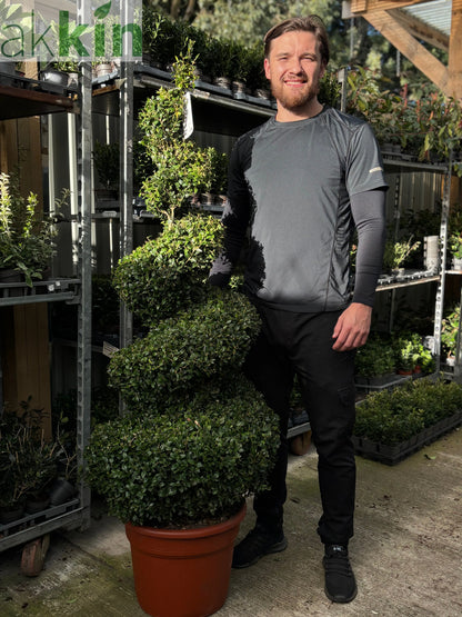 Buxus Spiral | Buxus sempervirens Topiary | Box Spiral One Click Plants