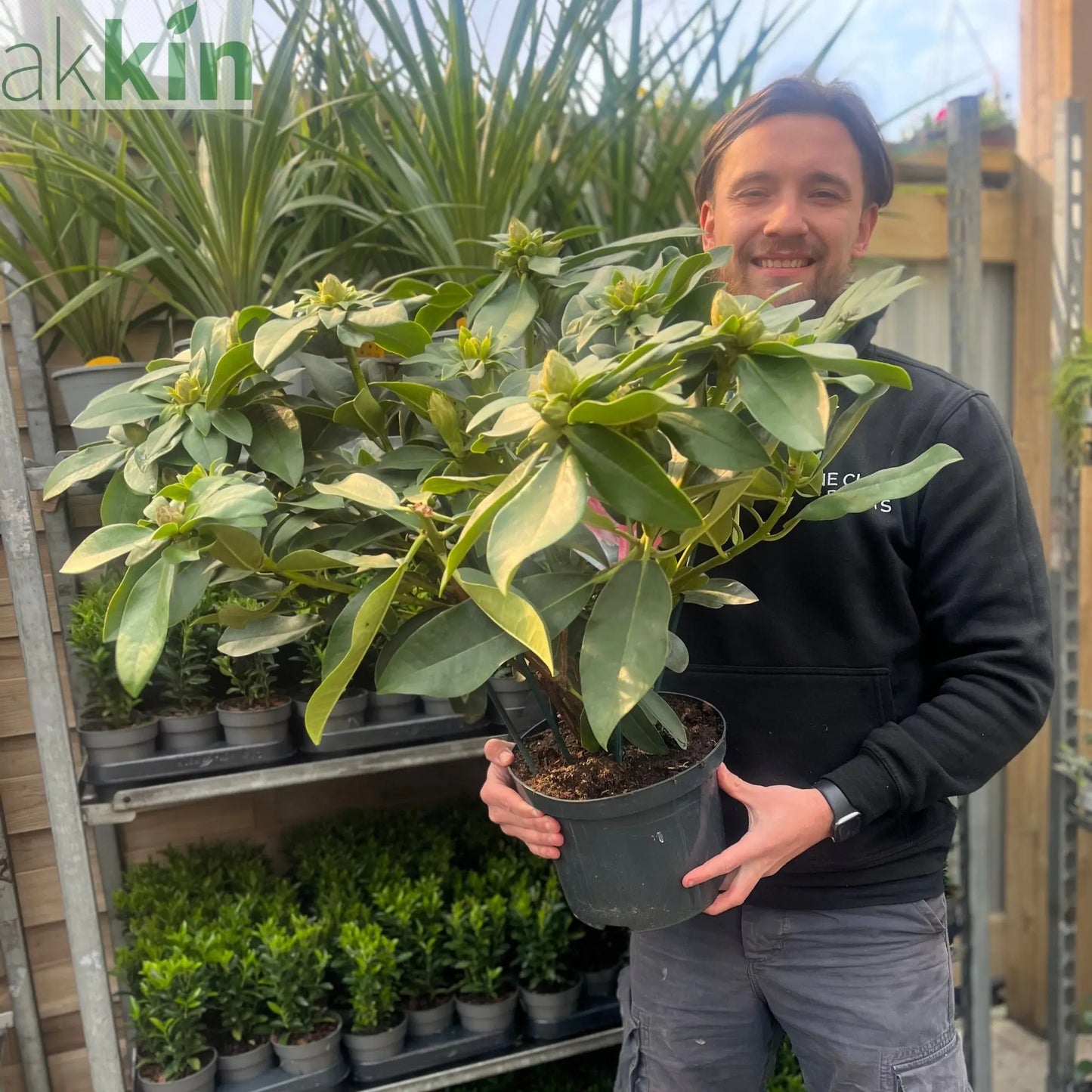 Rhododendron hybride 'Eucharitis' 5L (60-70cm inc. pot) One Click Plants