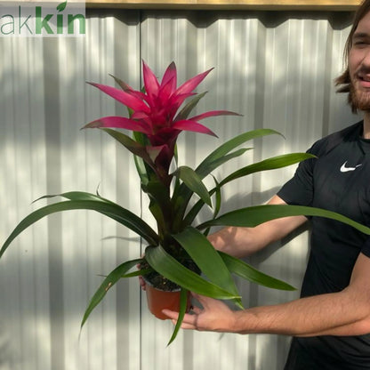 Guzmania amaretto - Pink One Click Plants