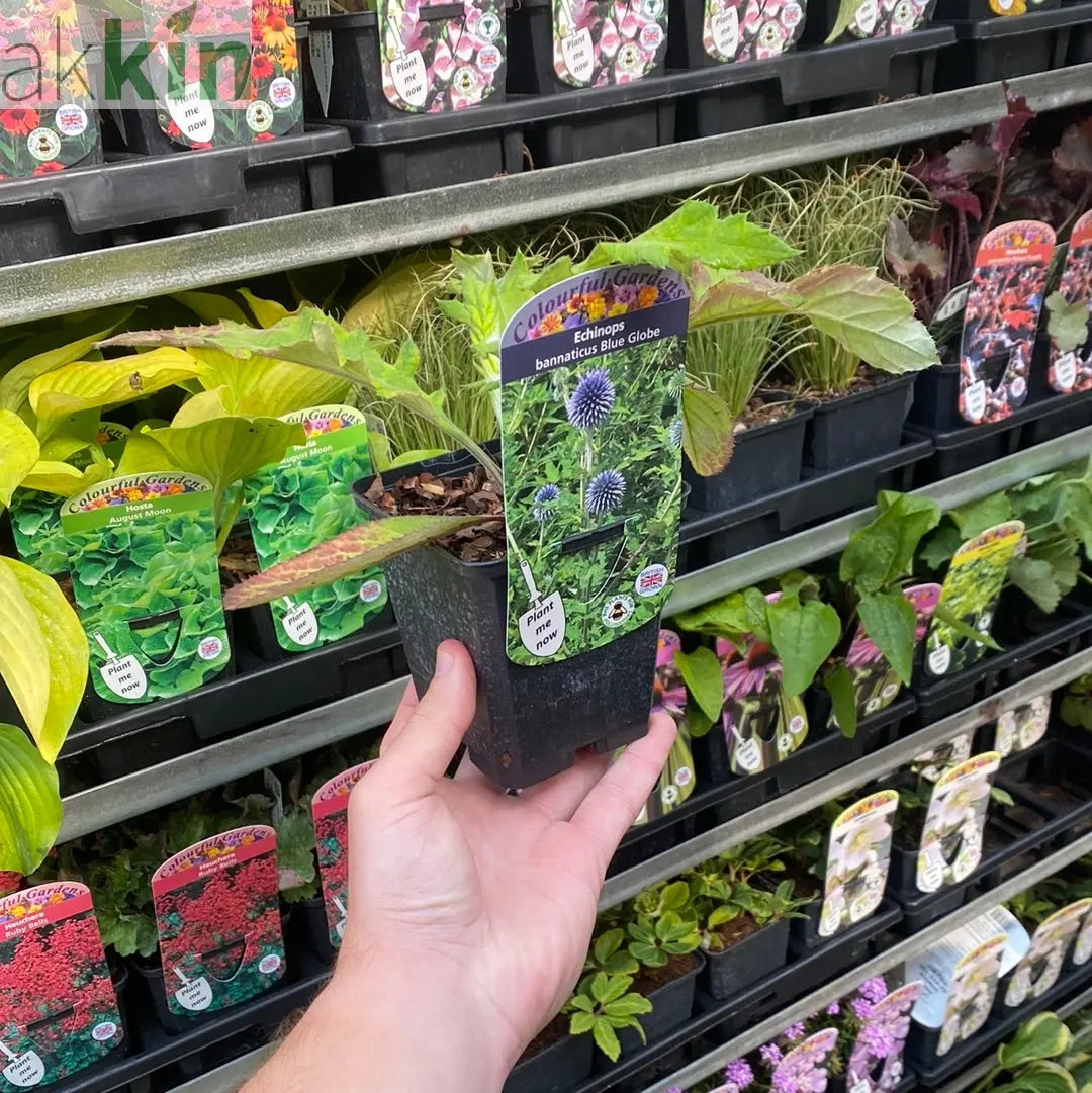 Echinops bannaticus 'Blue Globe' 9cm / 2L One Click Plants