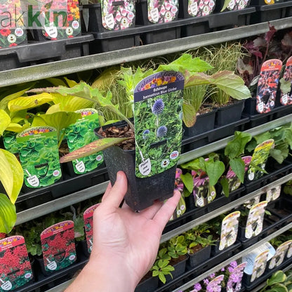 Echinops bannaticus 'Blue Globe' 9cm / 2L One Click Plants