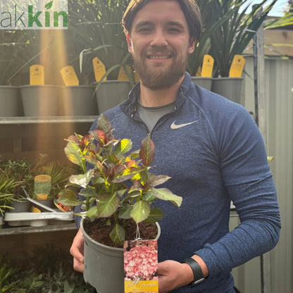 Hydrangea macrophylla 'Sabrina' 2L One Click Plants