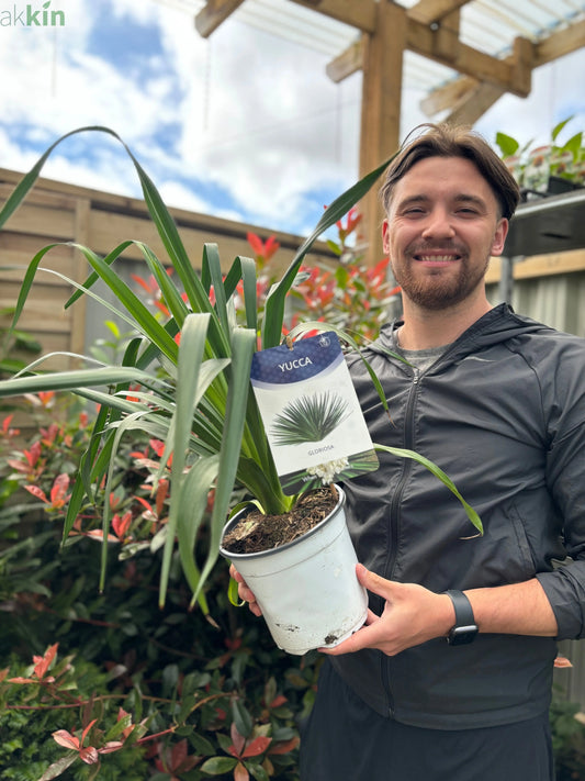 Yucca 'Gloriosa' 3L One Click Plants