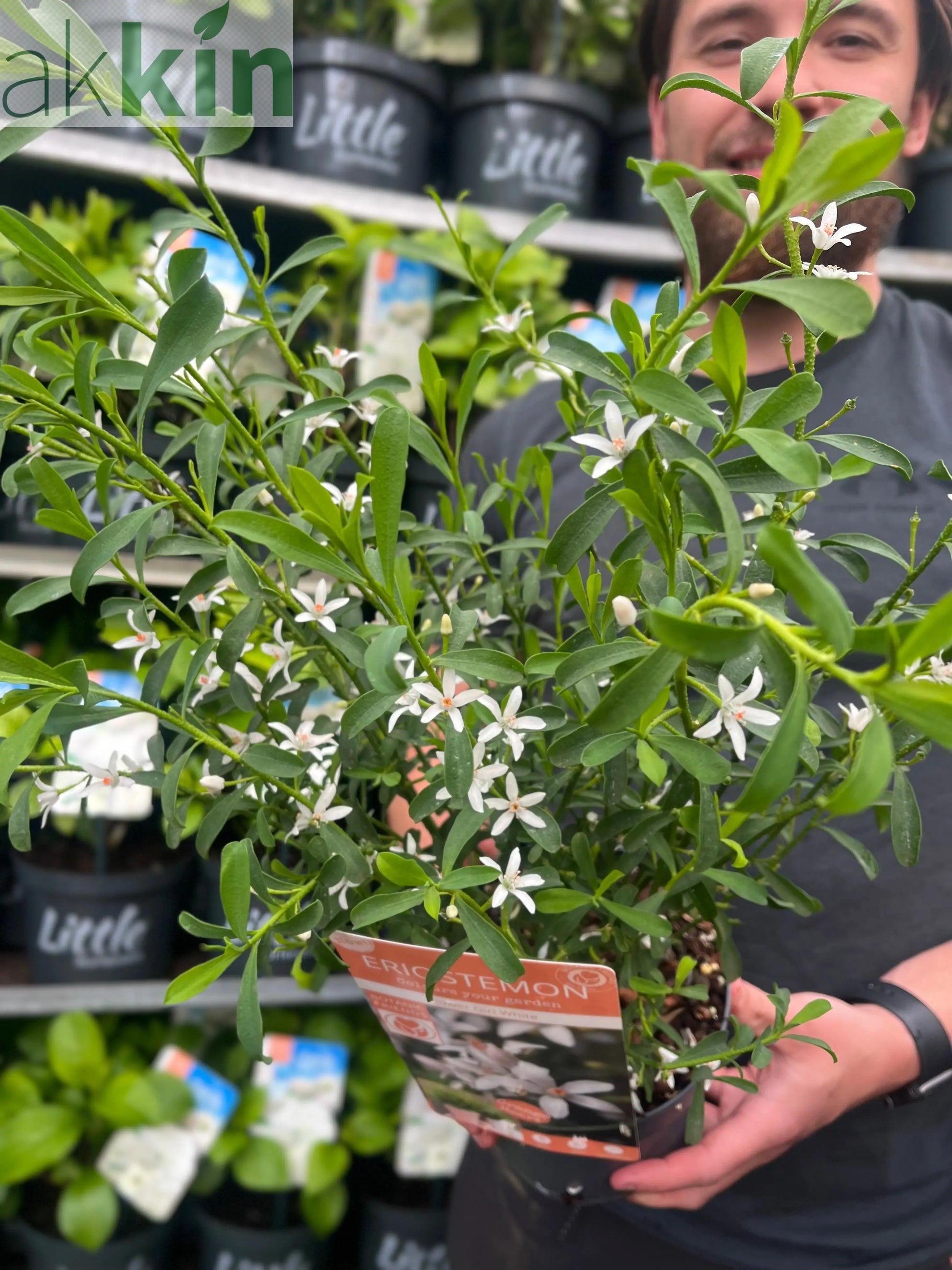Eriostemon 'Flower Girl White' 2L One Click Plants