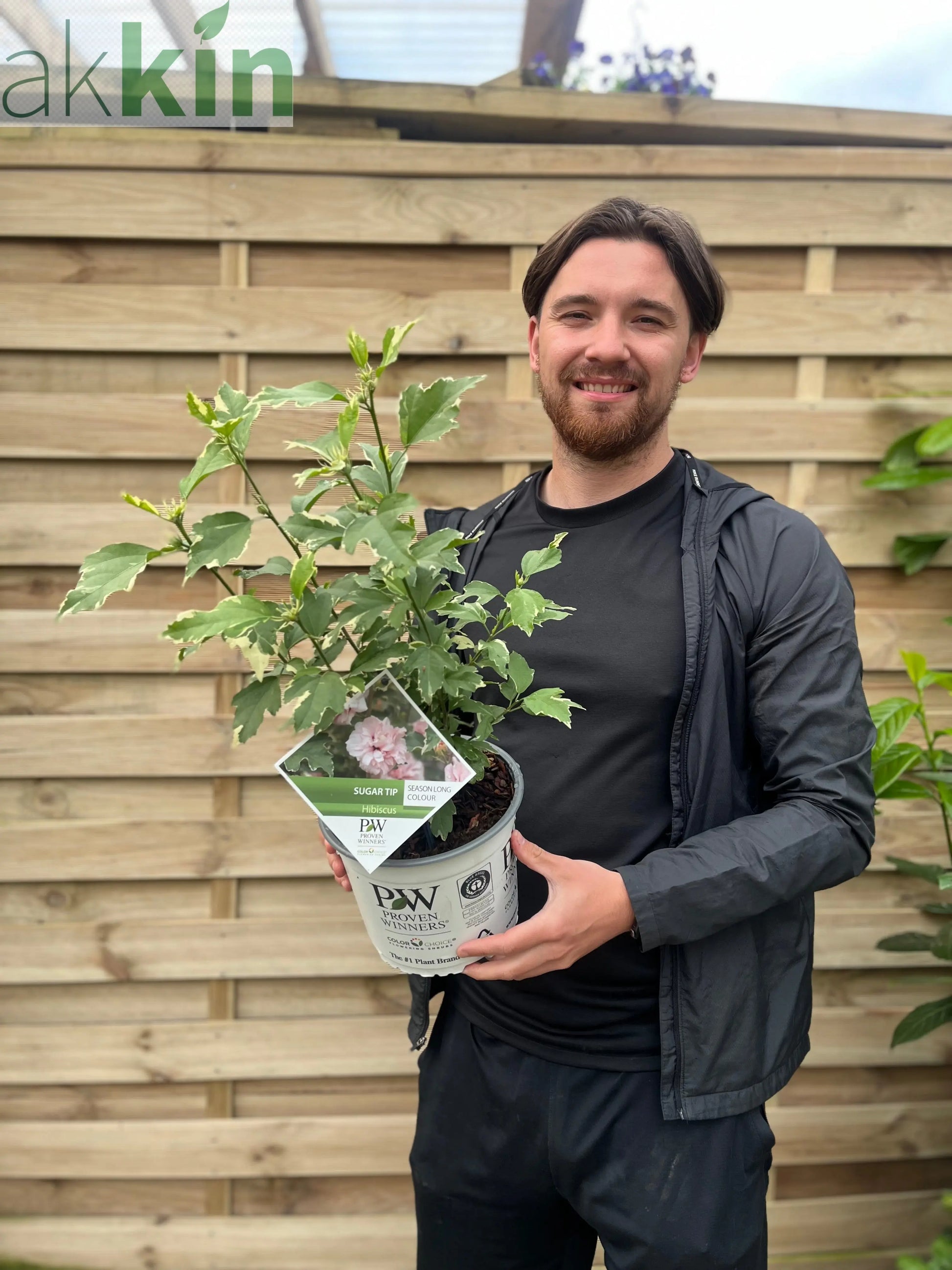 Hibiscus 'Sugar Tip' 3L One Click Plants