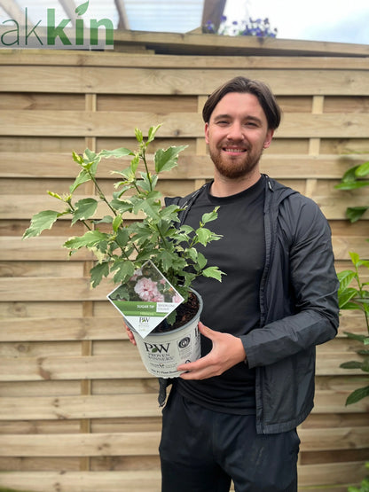 Hibiscus 'Sugar Tip' 3L One Click Plants