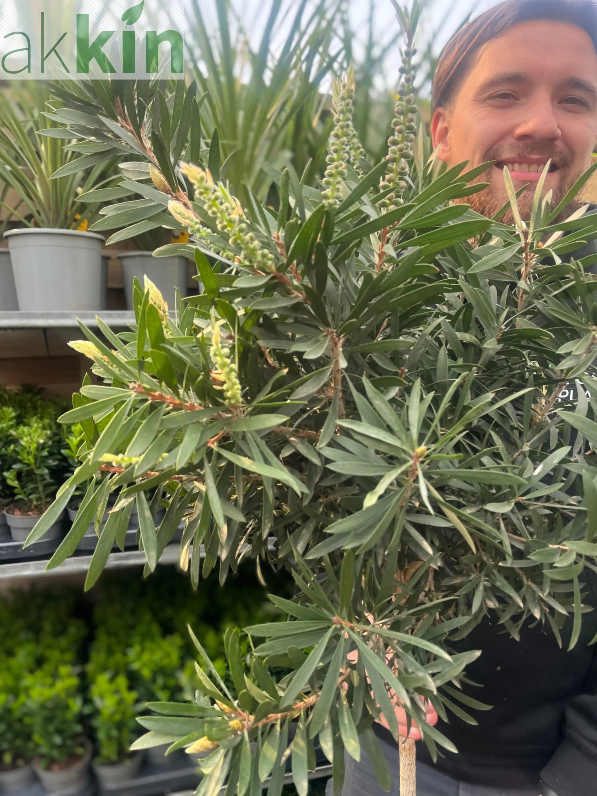 Standard Callistemon 'Kingpark' (Bottle Brush) 4L (90-100cm) One Click Plants