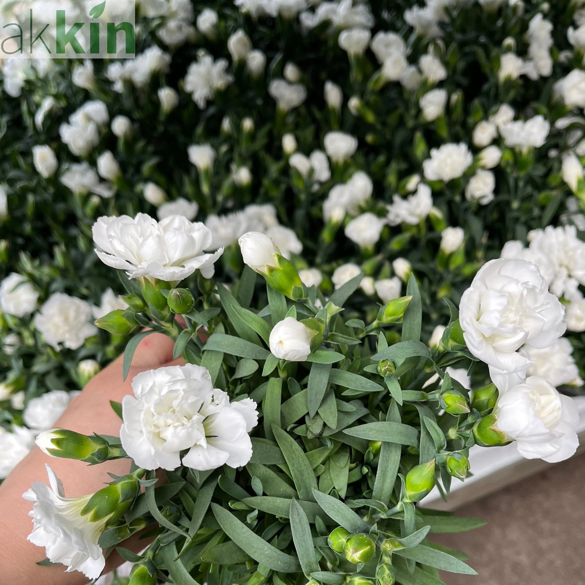 Dianthus White (9cm growers pot) One Click Plants