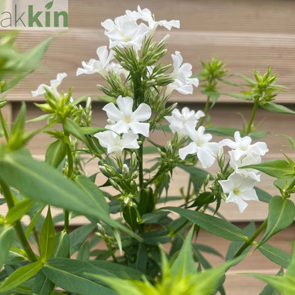 Phlox paniculata Early White 2L One Click Plants