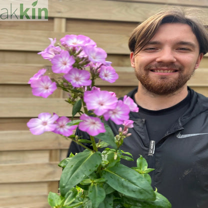 Phlox paniculata 'Pink Eye Flame' 2L One Click Plants